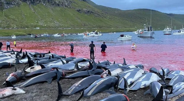 Геноцид дельфинов: за день убили почти полторы тысячи животных 