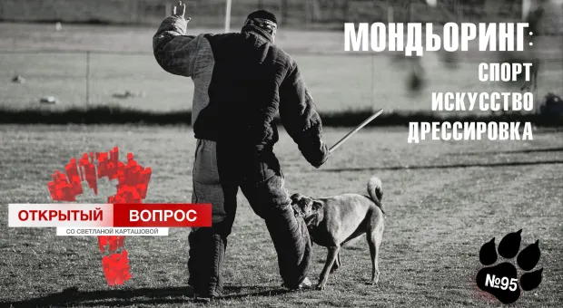 Собаки в Крыму сами решали: нападать или преследовать