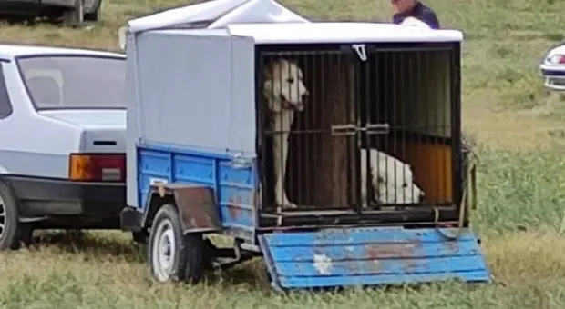 Очевидцы сообщают о проведении в Крыму собачьих боев