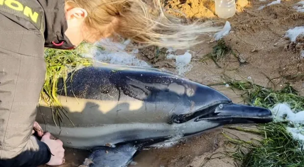 Крымчане несколько суток пытались спасти дельфина-белобочку во время шторма
