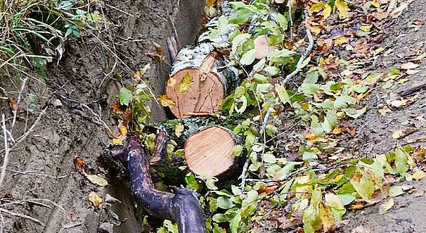 Неизвестные спилили деревья ради проезда по крымскому лесу
