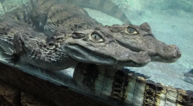 Потоп в Ялте обернулся крокодильим бэби-бумом