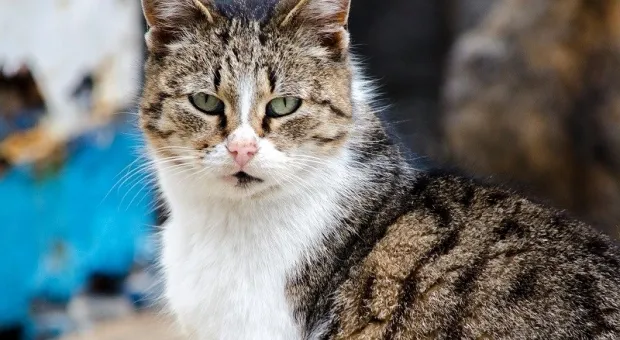 Какие опасности подстерегают крымских домашних котов