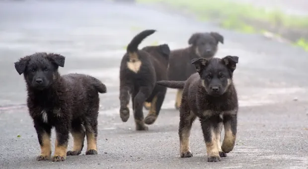 Соседи убийцы собак в Севастополе не согласны с официальной версией расстрела животных