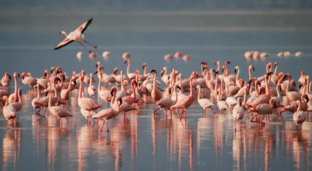 Крым подходит для гнездования фламинго