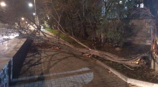 За ночь в Севастополе рухнуло 72 дерева – но может стать ещё хуже