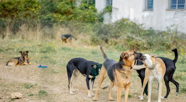 Осталось 56: как в Севастополе живут собаки на Монастырском шоссе