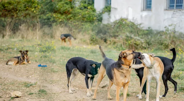 Бездомные собаки могут заполонить улицы Севастополя
