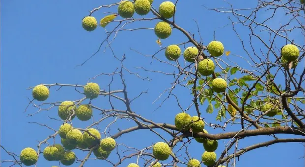 Крымчан удивили «теннисные мячики» на голых ветвях деревьев