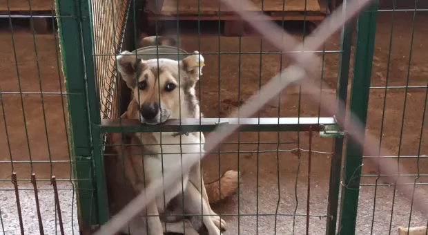 Севастопольцев просят помочь собакам, спасшимся из «концлагеря»