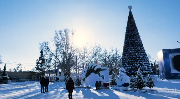 «Ёлки–10». Севастопольцам предлагают оценить новогодних красавиц всего Крыма
