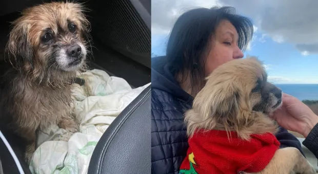 Бежал по трассе под дождём: севастопольцы помогли вернуться домой псу из Крыма