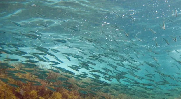 Севастопольцы обнаружили в Черном море рыбный рай вблизи сероводородного слоя 