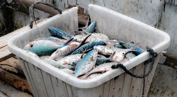Севастопольцев приглашают сказать свое слово о рыбопромышленном кластере