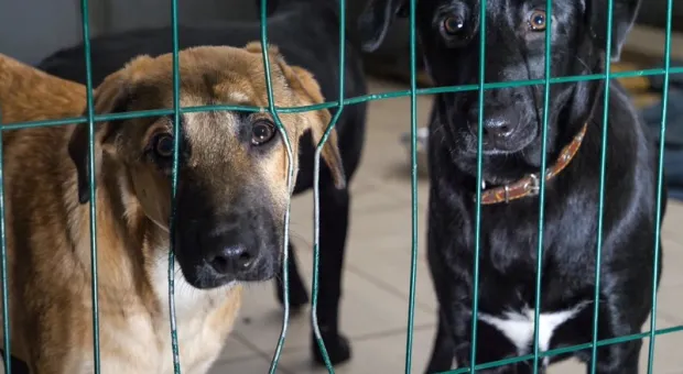 Госдума и зоозащитники спорят, как прекратить нападения собак на людей