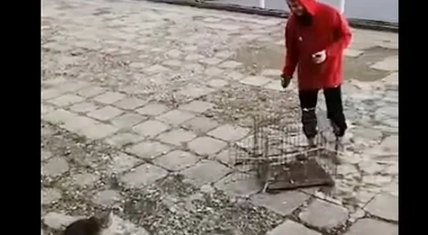 Крымский отель зачищает набережную от кошек