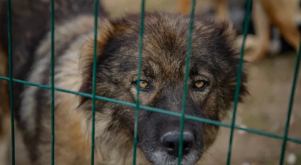 Власти пытаются отлавливать бездомных собак руками жителей Севастополя