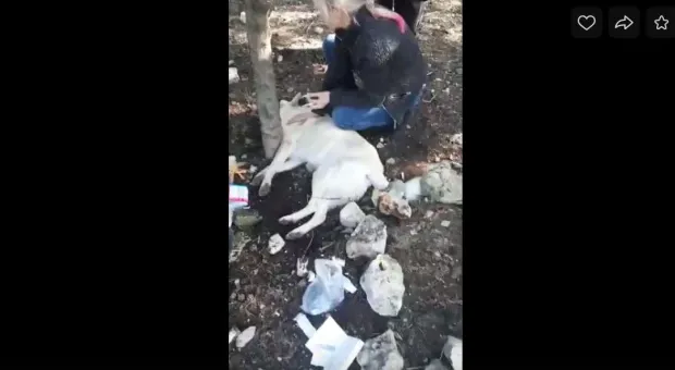 В Севастополе произошла очередная расправа над бездомными собаками
