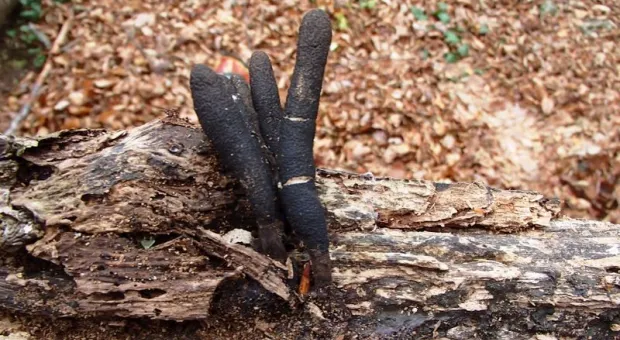 Турист наткнулся в крымском лесу на «пальцы мертвеца»