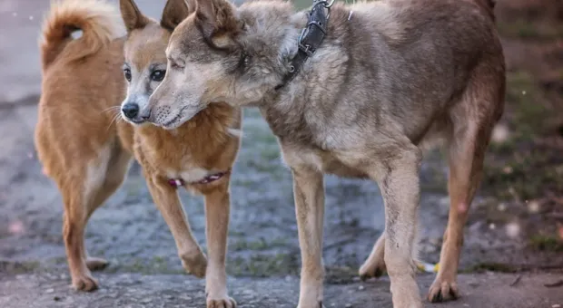 Брошенных собак из Донецка вывезли из-под обстрелов в Крым