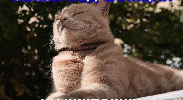 Породистые коты из Крыма даже не заметили санкций в свой адрес