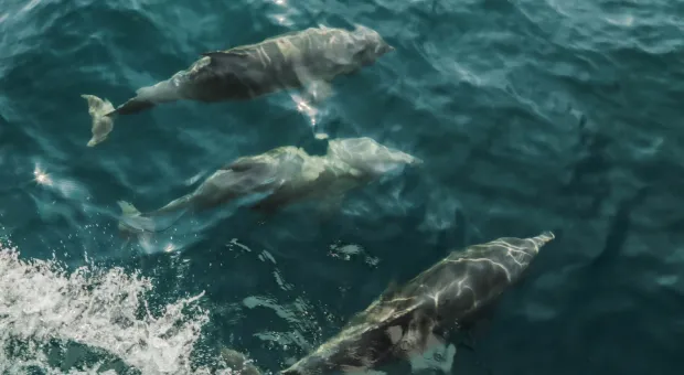 В бухту Севастополя приплыли игривые дельфины 