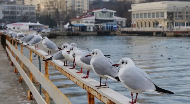 Новости Севастополя - Сибирские и европейские торфяники угрожают миру