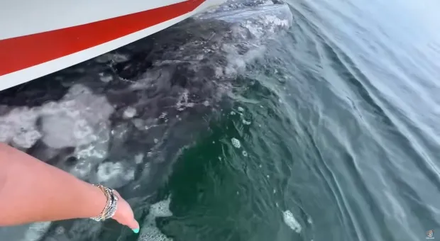 Серый кит «похитил» лодку с людьми и попал на видео