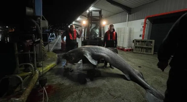 Уникальную акулу выбило на пляж в Великобритании