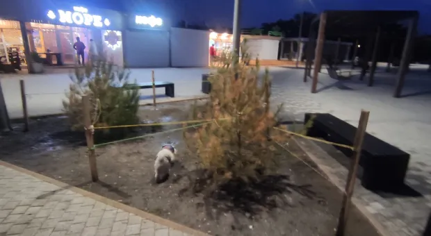 Новости Севастополя - В Херсонесе исторические детали заменяют на имитации 