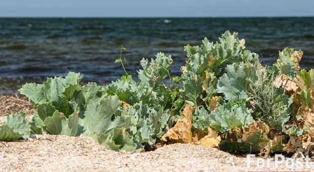 В Крыму ученые нашли применение лишайникам и «морской капусте»