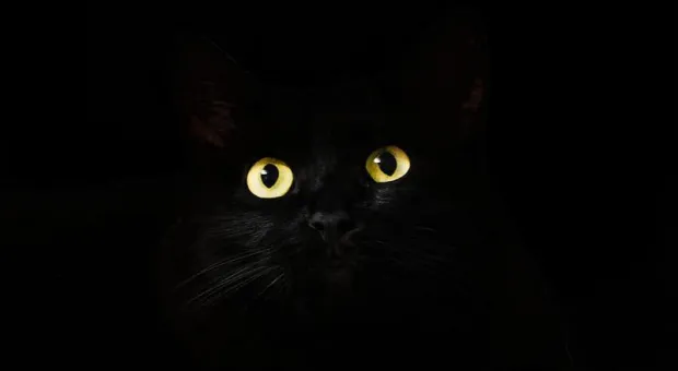 «Черная кошка уже сбросила вазочку». Когда в России наступит дефолт 