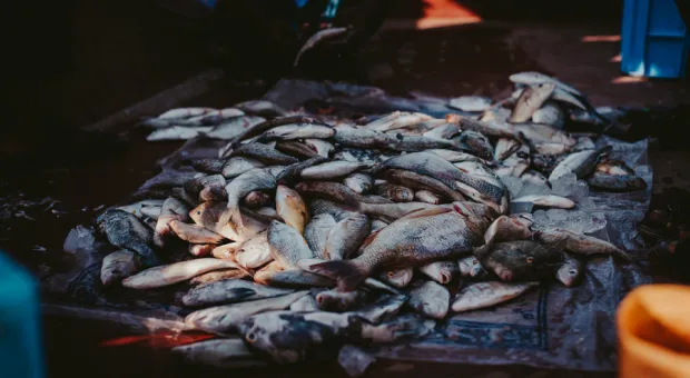 Черноморская рыба по доступной цене появилась на Северной стороне Севастополя