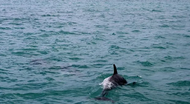 Под Евпаторией спасают выбросившегося из моря дельфина