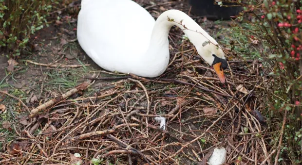 Лебеди выводят потомство под ногами прохожих в центральном парке столицы Крыма