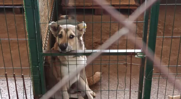 Когда в Севастополе заработает служба отлова бездомных собак?