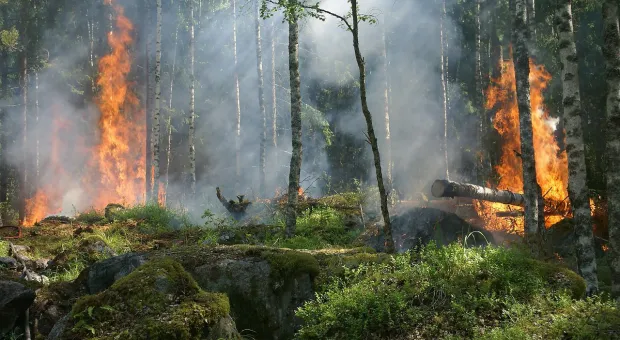 В Севастополе предупредили о риске лесных пожаров