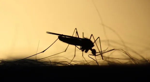 На севере Крыма повторяется прошлогоднее нашествие комаров