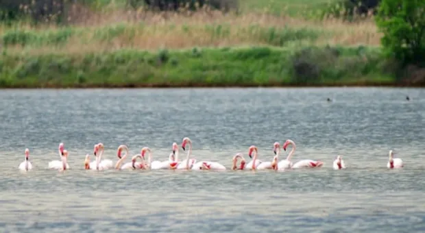 Розовые фламинго впервые прилетели в Крым весной