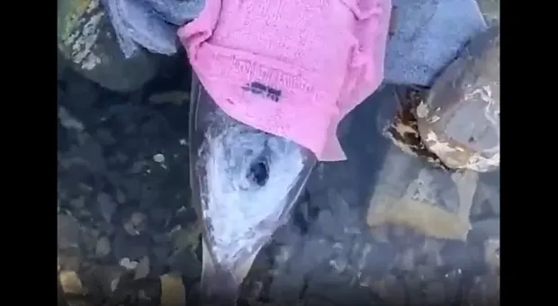 В Чёрном море дельфины гибнут от детонации снарядов