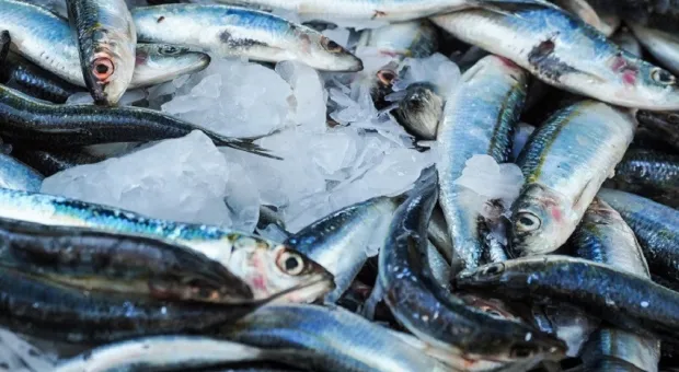 Севастопольские рыболовы оказались на грани банкротства