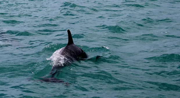 В севастопольской бухте плавает ослабевший дельфин