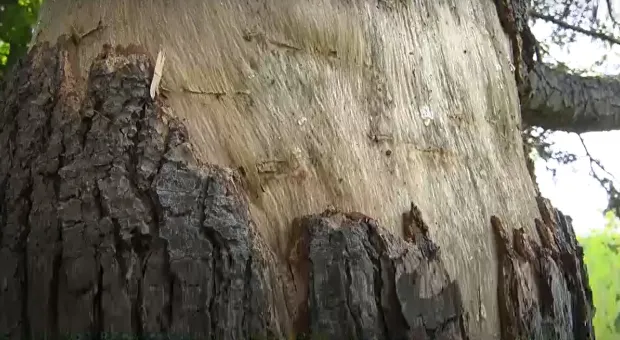 В Севастополе неизвестные порезали деревья на Синопском спуске