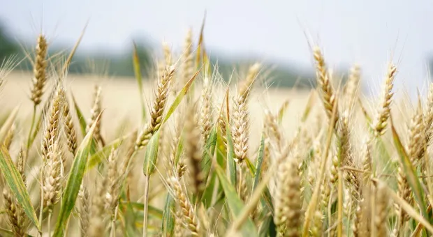Украинское зерно назвали угрозой для поляков