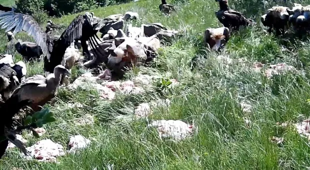 Лесники скармливают крымским падальщикам центнеры мясного неликвида