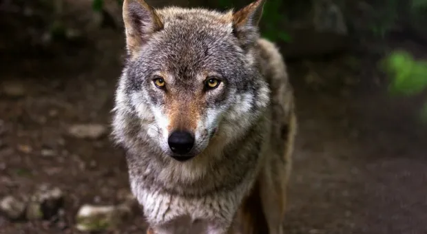 Волк или собака: в столице Крыма бегун столкнулся с неопознанным «хищником» 