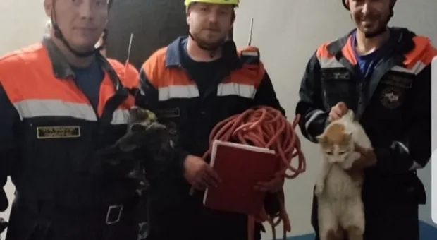На выручку котам и не только: в Крыму спасатели достали зверя из шахты лифта