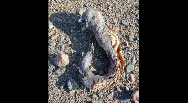 На пляже нашли «орка» из «Властелина колец»
