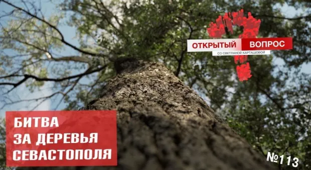 Битва за деревья Севастополя: как защищается «зеленый щит»? 