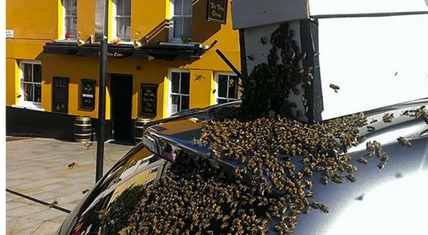 В США миллионы пчел вылетели из перевернувшегося грузовика и начали жалить водителей